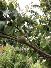 Prunus armeniaca