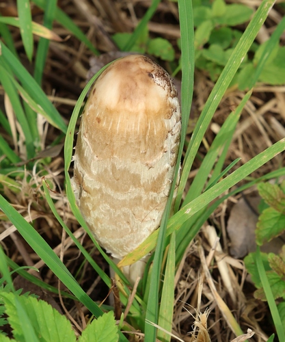 Shaggy Mane