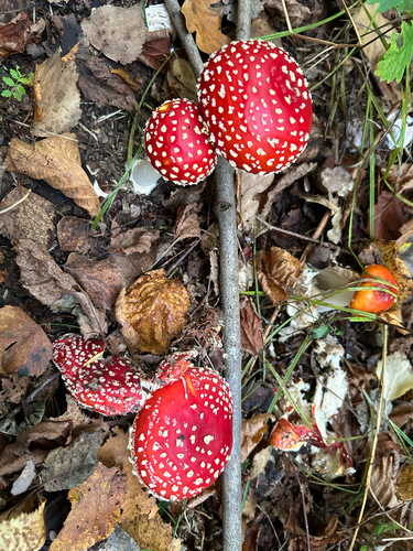 Fly Agaric