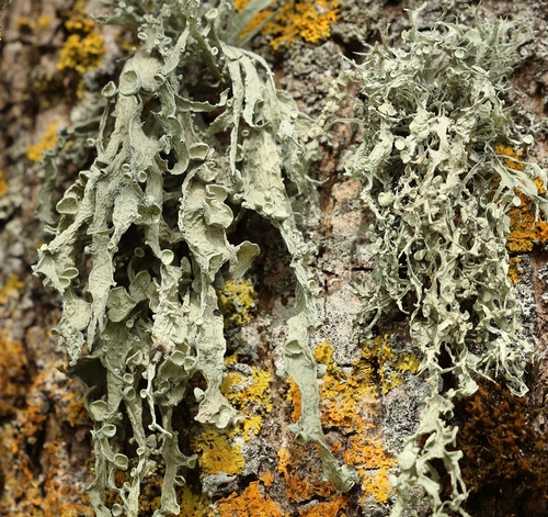 Cartilage Lichen