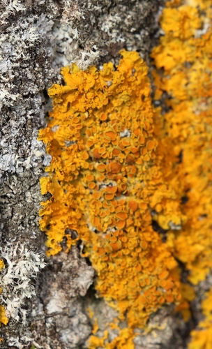 Common Sunburst Lichen
