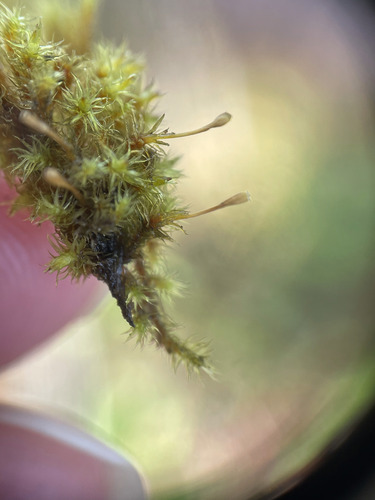 Megalospora observed 2026-09-26