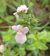 Nemesia denticulata