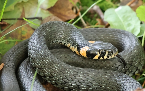 grass snake