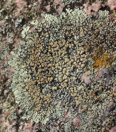 Stonewall Rim Lichen