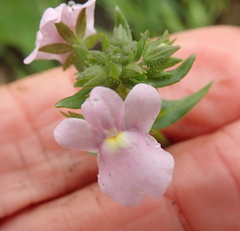 Nemesia denticulata