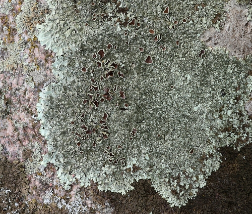 Peppered Rock-shield