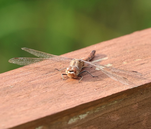 Vagrant Darter