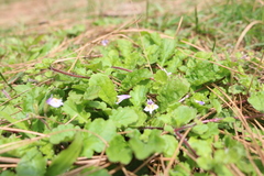 Mazus surculosus