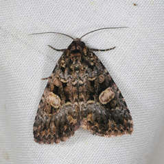Condica macrosema
