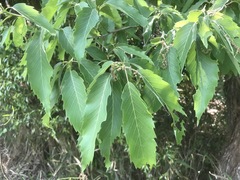 Quercus serrata