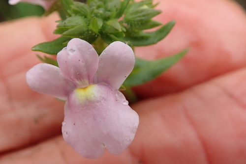 Image of Nemesia denticulata by no rights reserved