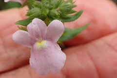 Nemesia denticulata