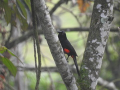 Hypopyrrhus pyrohypogaster