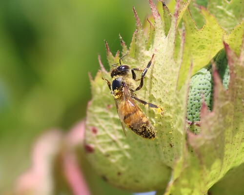 Western Honey Bee