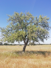 Pyrus bourgaeana
