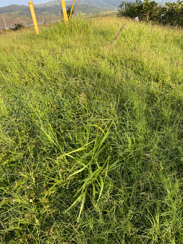Digitaria insularis observed 2026-09-29