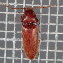 Anchastus rufus