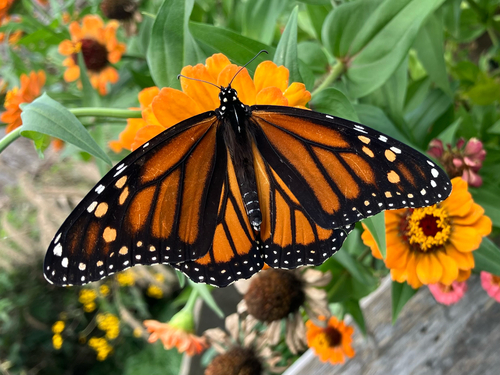 Monarch