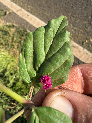 Boerhavia diffusa observed 2026-09-29