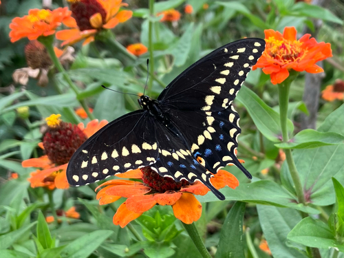 Eastern Black Swallowtail