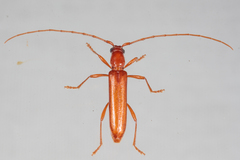 Psyrassa unicolor