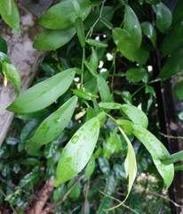Pothos scandens