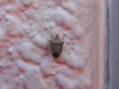 Diceraeus