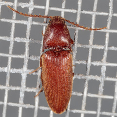 Anchastus rufus