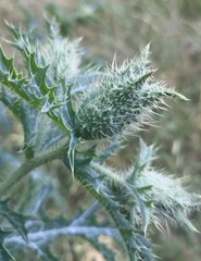 Argemone albiflora texana