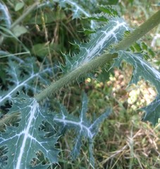Argemone albiflora texana