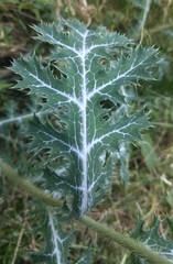 Argemone albiflora texana
