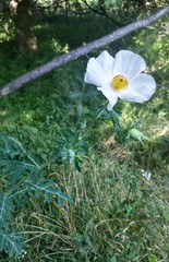 Argemone albiflora texana