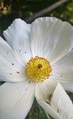 Argemone albiflora texana