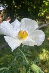 Argemone albiflora texana