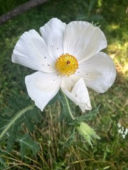 Argemone albiflora texana