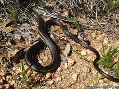 Masticophis taeniatus girardi