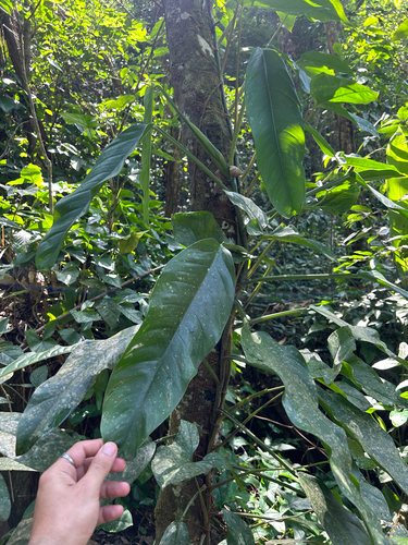 Philodendron oblongum
