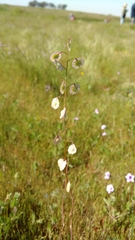 Thysanocarpus radians