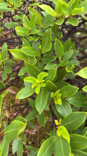 Wikstroemia oahuensis observed 2026-09-29