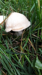 Calocybe