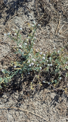 alkali heliotrope
