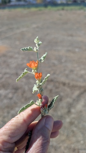 apricot globemallow