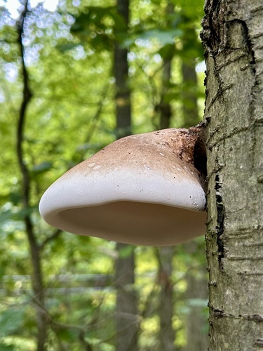 birch polypore