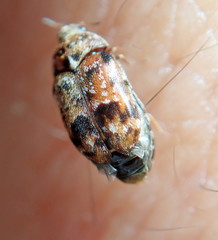 Trogoderma ornatum