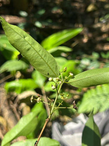 Eugenia florida