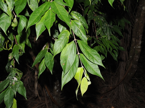 Rhodamnia sessiliflora observed 2026-09-21