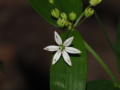 Schelhammera multiflora observed 2026-09-21