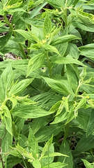 Lithospermum latifolium