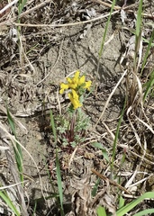 Corydalis aurea aurea